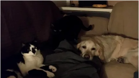 Produsele pentru animale de companie, creștere în online. „Industria este una dintre câștigătoarele pandemiei”