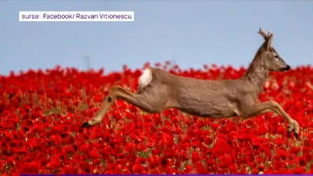 Filmare VIRALĂ cu un căprior superb hoinărind pe un câmp de maci