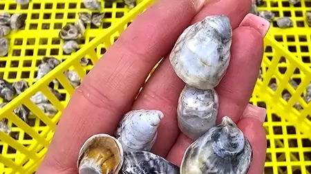 În această vară, vom putea mânca primele STRIDII japoneze crescute în Marea Neagră. Experimentul de acvacultură de pe litoralul românesc, un succes