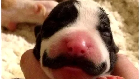 Câinele-Hercule Poirot, patrupedul care a cucerit Internetul