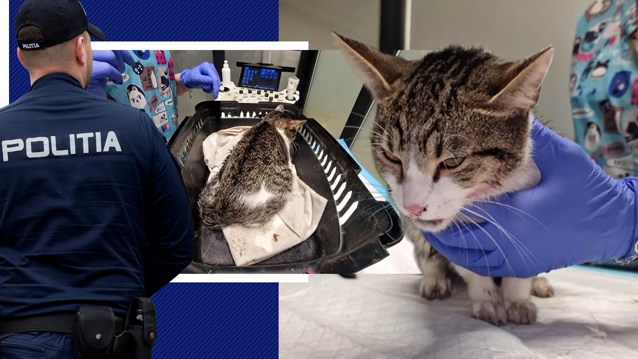 Un bărbat din București a fost reținut pentru rănirea cu intenție a animalelor, după ce a aruncat o pisică de la etaj