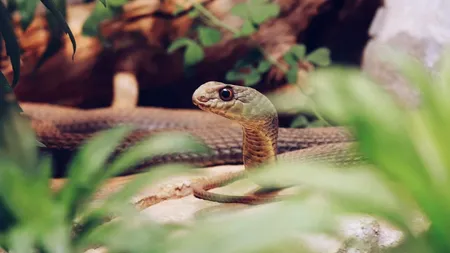 Șerpii ar putea fi cauza focarului de infecție din Wuhan. Ce au descoperit specialiștii despre noul coronavirus