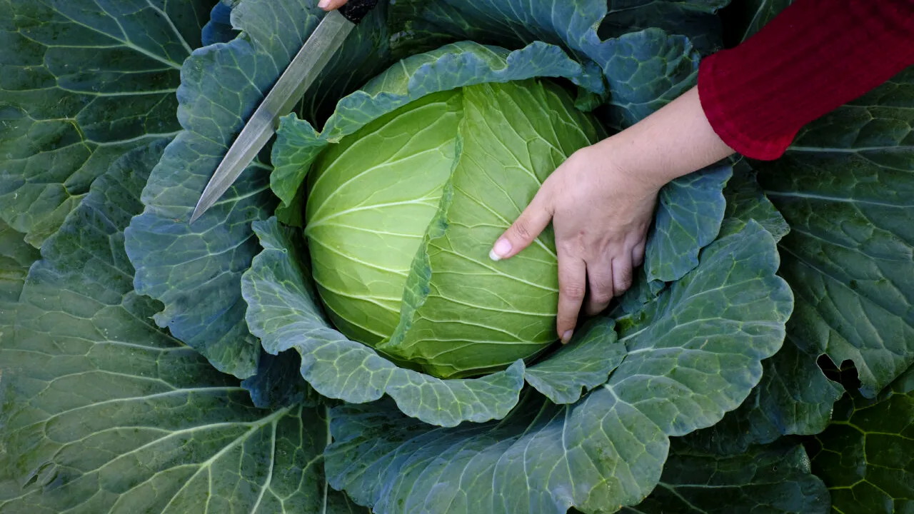 De ce s-a scumpit varza românească în toamna lui 2025. Preț mare, profit mic pentru producători
