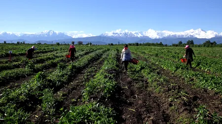 Zeci de români și albanezi, ținuți în sclavie la o fermă de sparanghel din Belgia. Autoritățile au aplicat sancțiuni istorice