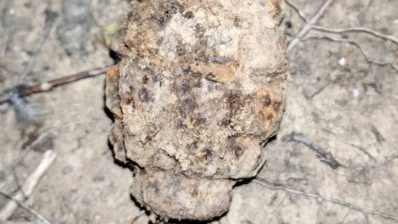 A căutat comori și a dat peste 3 GRENADE/Pirotehniștii fac verificări în zonă