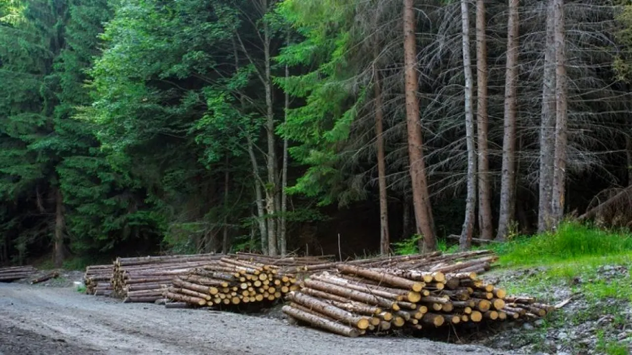 Comisia Europeană somează România să oprească defrișările ilegale