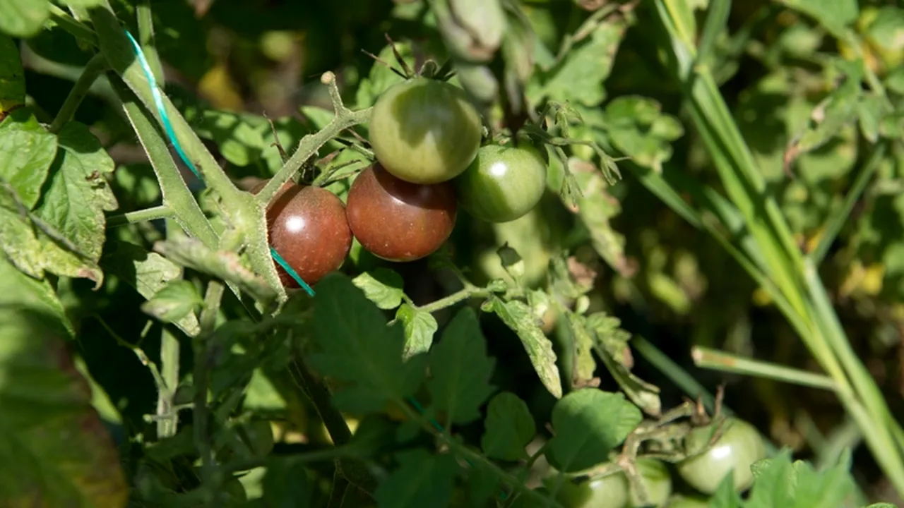 Legumele românești ajung în supermarketuri. Ce au făcut niște fermieri din Olt ca să nu-și mai vândă legumele doar la piață