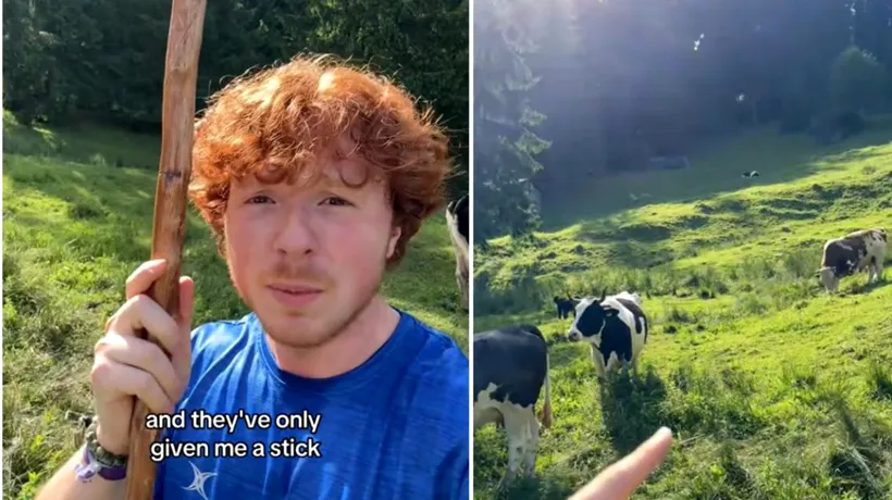 REACȚIA unui turist american în România pe o pajiște plină de vaci: „Mi-au dat doar un băţ, trebuie să ducem vacile acasă”