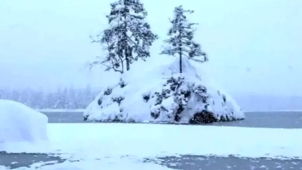 TEST: Oricine poate vedea copacii, dar doar cei care au cel mai ridicat IQ pot vedea ursul în imagine. Tu l-ai văzut?