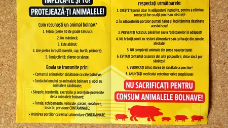 De ce S-AU STINS focarele de pestă porcină africană în Transilvania?! De mintea și mâna omului