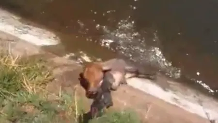 VIDEO. Un motociclist a abandonat o cursă pentru a salva un vițel de la înec 
