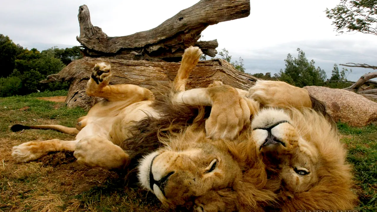 Cât plătesc anual 500 de români ca să vadă lei, gorile și girafe în Africa