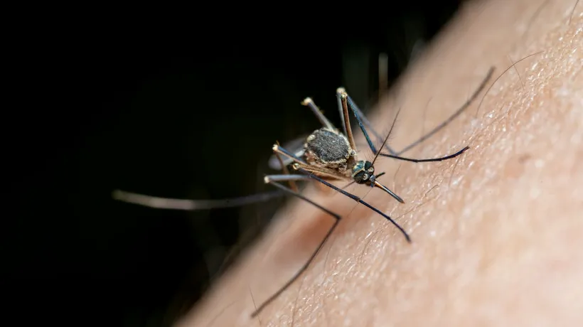 Al doilea caz de INFECTARE cu virusul West Nile a fost confirmat în România