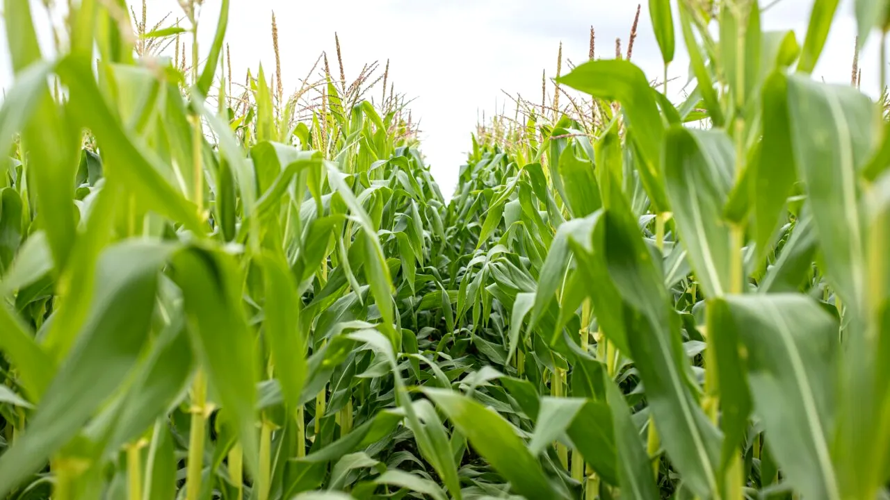 Ce a descoperit în pământ un bărbat care s-a apucat să-și sape porumbul. A rămas fără cuvinte