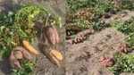 Soi nou de cartof dulce la Dăbuleni, adaptat la condiții climatice și la solul nisipos