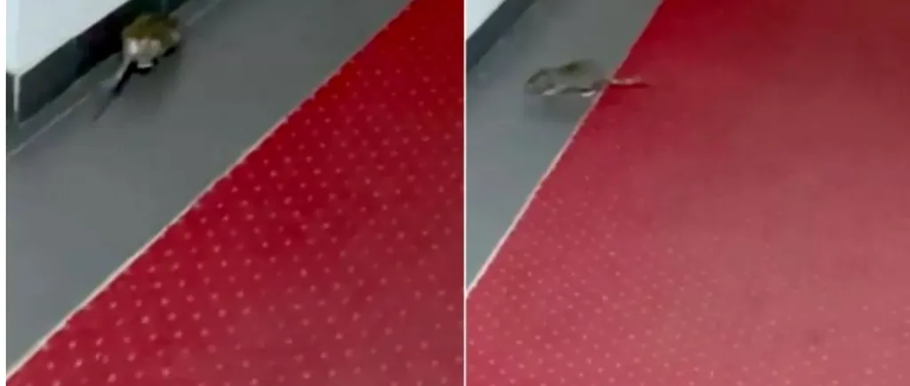 Șobolan surprins în clădirea Ministerului Economiei din Sectorul 1. Rozătorul se plimba nestingherit pe covorul roșu (VIDEO)