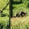 VIDEO | Vânător, atacat de un urs în timp ce încerca să îl elibereze dintr-un gard. Animalul a fost împușcat de un coleg al bărbatului