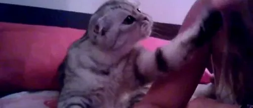 VIDEO. Cât poate insista o pisică pentru a câștiga atenția stăpânei sale