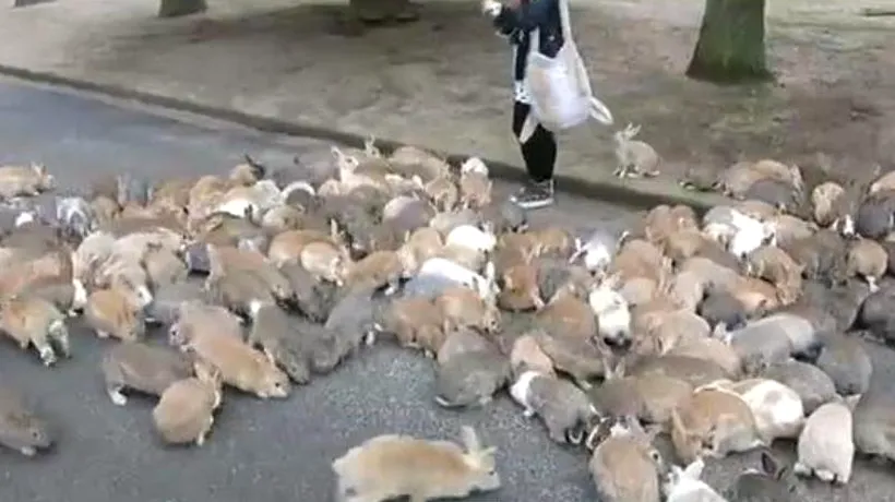 Insula iepurilor vagabonzi. Un clip face senzație pe internet. VIDEO