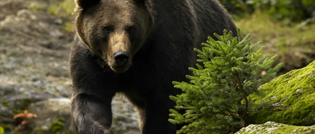 Patru urși au fost văzuți lângă un hotel din Predeal - VIDEO