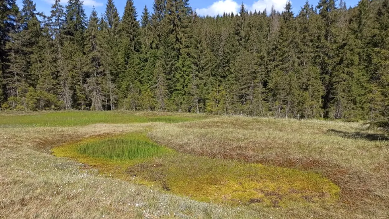 Dincolo de mituri și legende populare. Ce trebuie să știm despre TURBĂRII și rolul acestora în lupta împotriva schimbărilor climatice