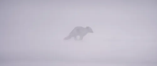 Călătoria impresionantă a unei vulpi polare: A străbătut 3.500 de kilometri, din Norvegia până în Canada, în doar 76 de zile. Cum a reușit să traverseze oceanul