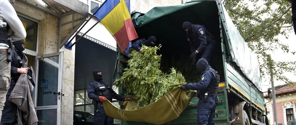 Cum se deghizau polițiștii din Arad pentru a avea grijă de cultura lor de cannabis, până să fie prinși în flagrant 