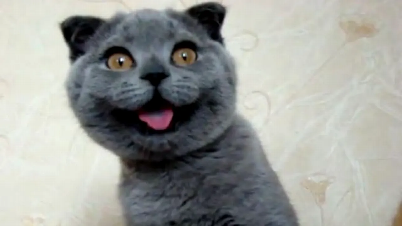 Și-a pedepsit pisica, iar acum riscă închisoarea. Ce a făcut o studentă din Taiwan. VIDEO