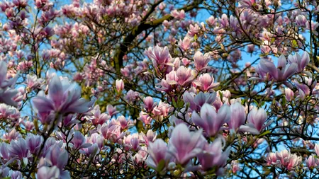 ANM a actualizat prognoza meteo. Când vine, cu adevărat, primăvara în România