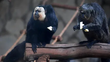 Experiment în Finlanda. Noile tehnologii ar putea ajuta animalele aflate în captivitate