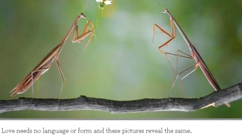 Cum arată o întâlnire romantică în lumea insectelor