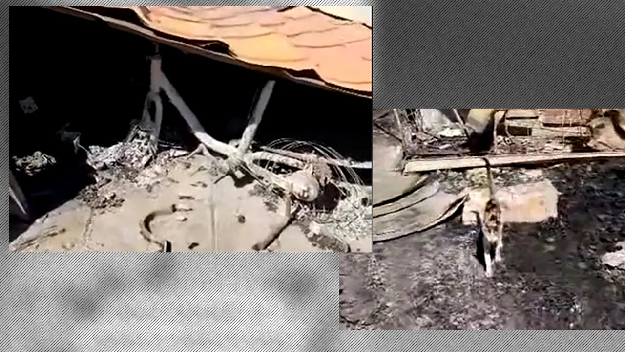 VIDEO | Scene cutremurătoare la Crevedia. Ce a rămas dintr-o gospodărie: un tractoraș de plastic, două pisici și scrumul unui papagal