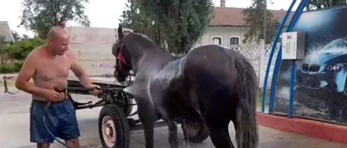 Imagini virale: Un bărbat din Timiș și-a răcorit calul la o spălătorie auto