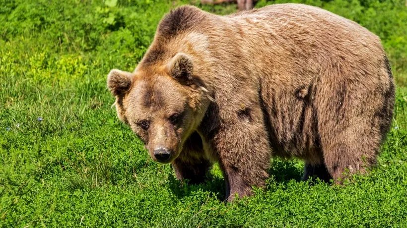 Urșii din România vor fi numărați prin probe ADN. Câți bani și câți specialiști vor fi alocați
