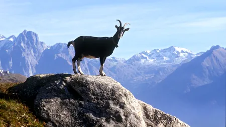 Romsilva dezvăluie imagini realizate în timpul unei acținui de monitorizare
