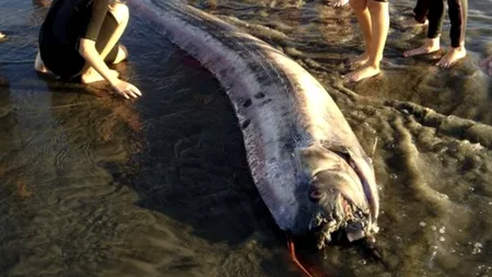 Peștii gigant „care prevestesc cutremurul