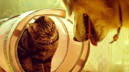 Imaginile care contrazic percepția majorității despre relația dintre un câine și o pisică