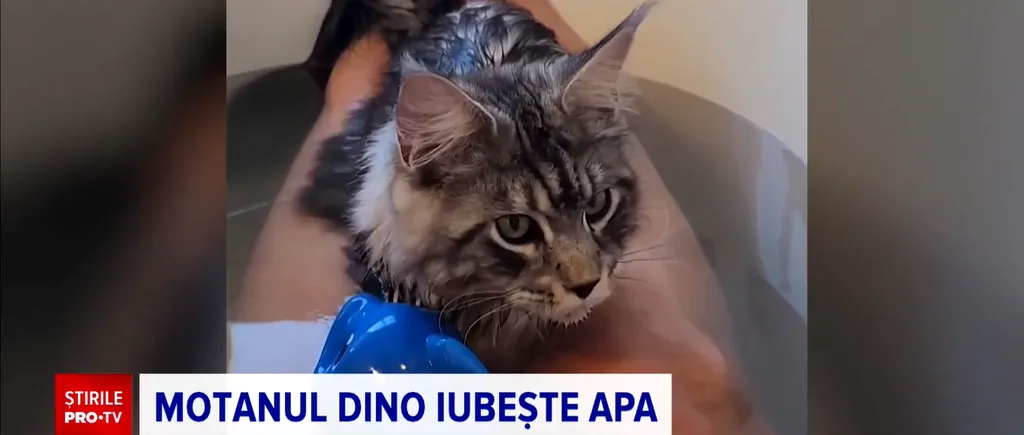 MOTANUL care adoră să se joace în cada plină cu apă. Felina a devenit vedetă pe internet