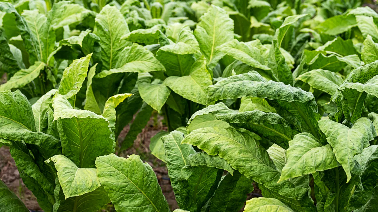 Vești bune pentru producătorii de TUTUN. Subvenția a ajuns la 20.000 de lei la hectar