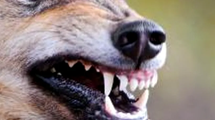 Răsturnare de situație: ce erau de fapt lupii care au atacat o gospodărie din Constanța, săptămâna trecută