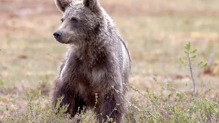 Întorsătură de situație în cazul Dianei, fata atacată de urs, în Bucegi. Legiștii au stabilit că a murit în urma CĂZĂTURII în râpă