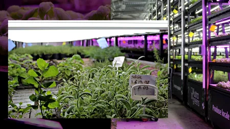 EXCLUSIV VIDEO| Agricultura viitorului. Cum arată sera verticală care produce plante proaspete indiferent de vreme. ”Folosesc cu 95% mai puțină apă”