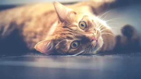 Amendă de mii de lei pentru o femeie care și-a abandonat pisica