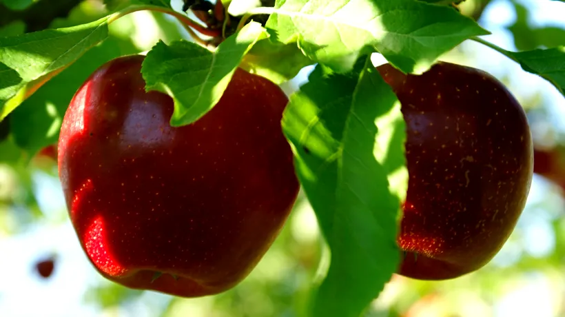 Fructele modificate genetic, aproape de a ajunge în casele noastre. Soiul de mere care nu se strică. VIDEO