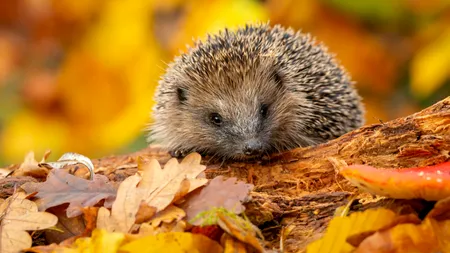 (P) Locuitorii Sectorului 5, îndemnați să sprijine animalele pe timp de toamnă: Recomandările SALUBRIZARE 5