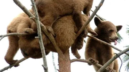 FOTO. Nu au rău de înălțime: puii de urs 