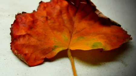 Patru zodii BINECUVÂNTATE până pe 28 septembrie 2025. Perioadă plină de belșug și împliniri