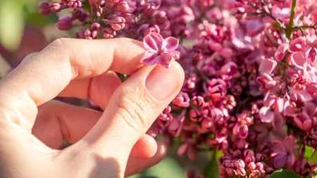 Când trebuie să plantezi LILIACUL pentru o înflorire abundentă. Locul ideal din curte unde să să-l pui
