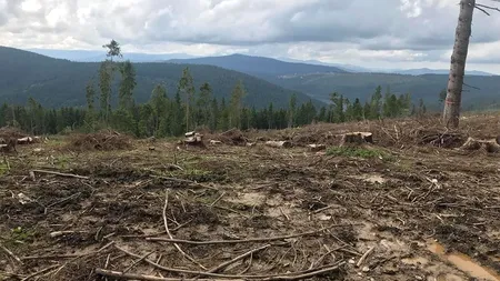 SUTE de brazi tăiați într-o pădure din Cluj. Metodele INEDITE folosite de HOȚI pentru a acoperi furturile de LEMNE
