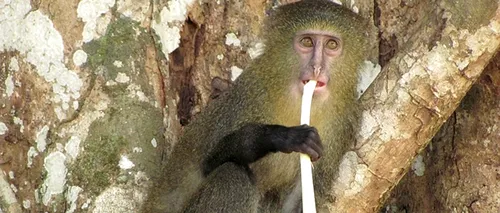 Specie nouă de maimuțe, descoperită în Republica Democrată Congo